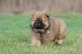CHOW CHOW 332